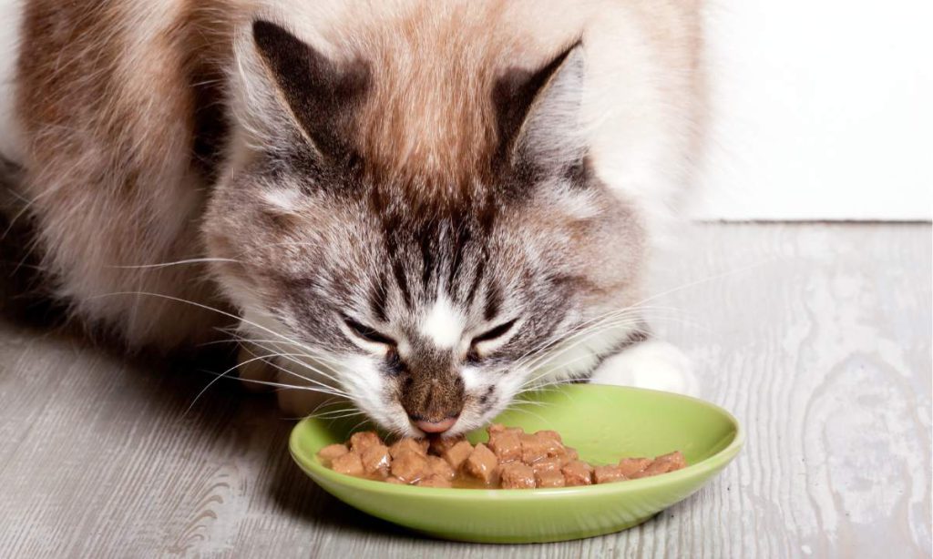 دلایل نخوردن غذای خشک توسط گربه‌ها