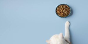 آیا غذای خشک ایرانی برای گربه ضرر دارد