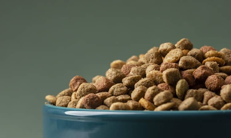 بررسی معایب غذای خشک ایرانی گربه